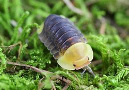 Image result for Isopod Face