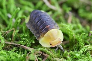 Image result for Cubaris Isopod