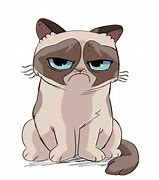 Image result for Grumpy Cat Sitting