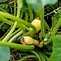 Image result for Yellow Crookneck Squash Plant