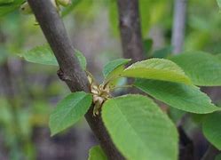 Image result for Prunus avium Blauwe Hedelfinger