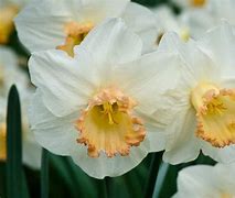 Image result for Narcissus Hawaiian Skies