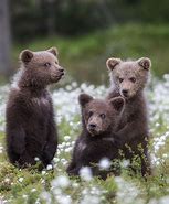 Image result for Cute Baby Animal Bear