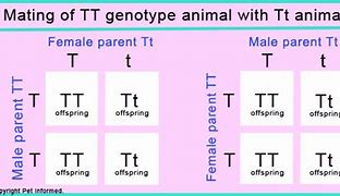 Image result for TT Genotype