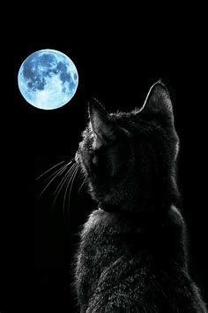 Pin de Елена en доброй ночи | Arte del gato negro, Gatos bonitos ...