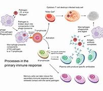 Image result for Memory Cells Immune System