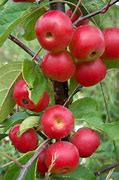 Image result for Custard Apple Fruit