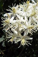 Image result for Clematis flammula