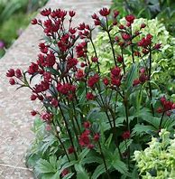 Bildergebnis für Astrantia major Claret