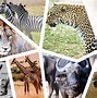 Image result for Animals Found in Kenya