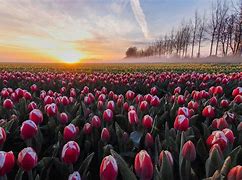 Image result for Tulip Fields in Netherlands Amsterdam Sunset