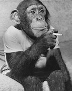 Image result for Crazy Monkey with a Meth Pipe Cartoon