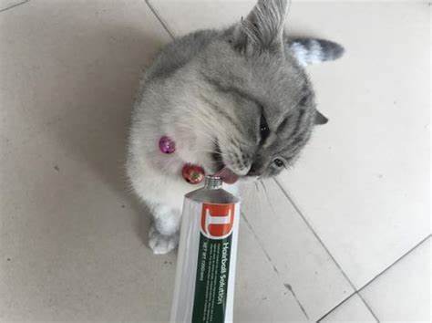 猫咪吐毛球喂化毛膏有用吗