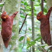 Image result for What Is a Flying Lemur