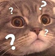 Image result for Question Cat Meme