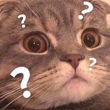 Image result for confused cat meme