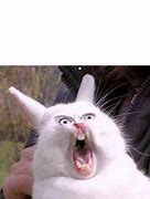 Image result for Bunny Meme Template