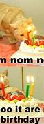 Image result for Funny Cat Birthday Wishes