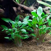 Image result for cryptocoryne