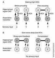 Image result for Acetylcholine and Memory