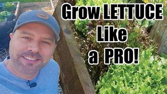 Image result for How to Grow Lettuce in Containers