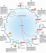 Image result for Change Cycle Diagram