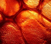 Image result for Orange Cell