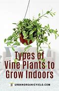 Image result for Types of Plants That Are Vines