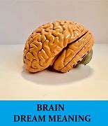 Image result for Dream Brain