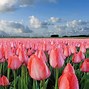 Image result for Tulip Pretty in Pink Blend