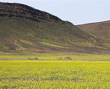 Image result for Brassica Sonoran Desert