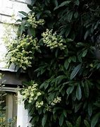 Image result for Evergreen Climbing Vine