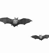 Image result for Transparent Bat Shadow