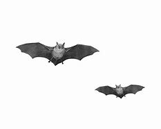 Image result for Watercolor Bat