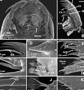 Image result for Isopod Mouth