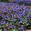 Image result for Purple Ground Cover