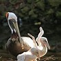 Image result for Pelican Migration Map