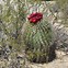 Image result for Cactus Plants in Arizona Desert