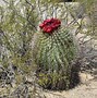 Image result for Flowering Barrel Cactus