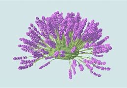 Image result for 5S Model Plants