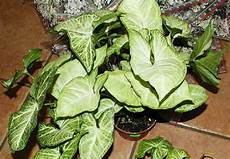 piante verdi da interno foto piante da vaso syngonium singonio syngonium podophyllum piante verdi da interno foto piante da vaso syngonium singonio syngonium podophyllum