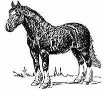 Image result for Racing Horse Outline Drawing