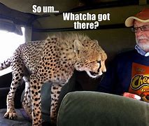 Image result for Cheetos Meme