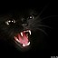 Image result for Creepy Black Cat