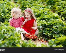 Image result for Fat Kid Picking Strawberries