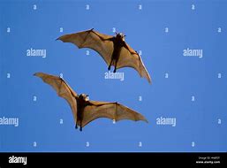 Image result for Black Fruit Bat Swoop