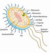 Image result for Capsule Prokaryotic Cell