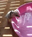 Image result for Funny Swimming