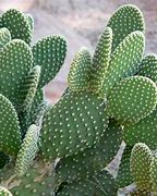 Image result for Common Cactus Types
