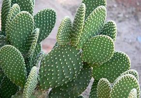Image result for Different Cactus Types
